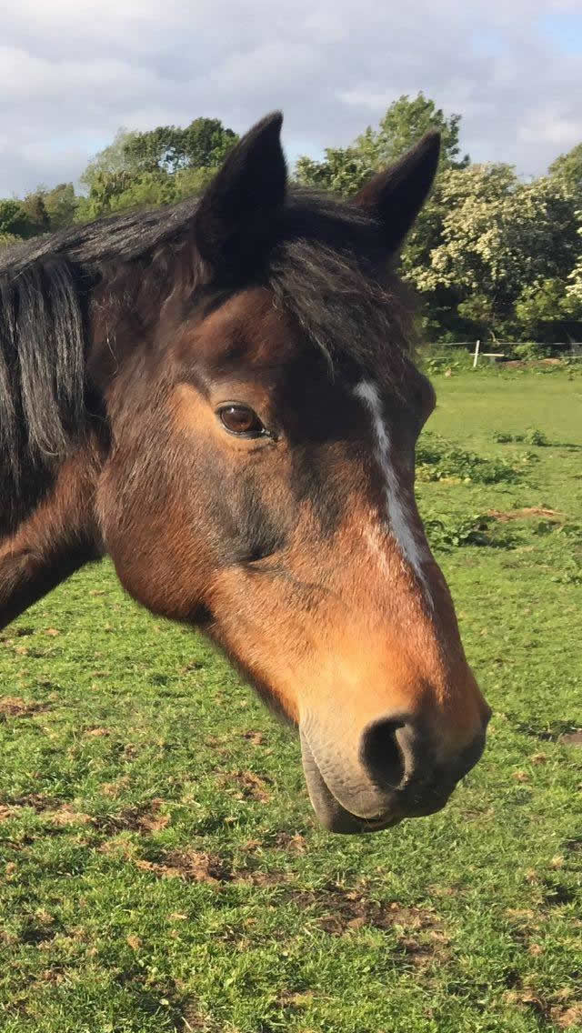 Gorgeous 24 year old mare Candy