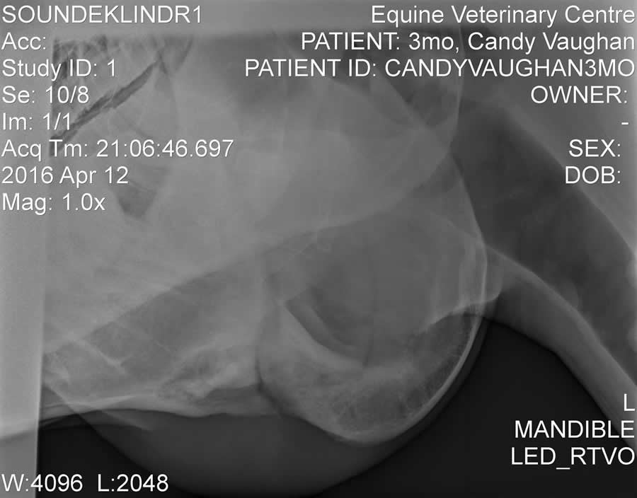 x-ray showing horses fractured jaw having healed