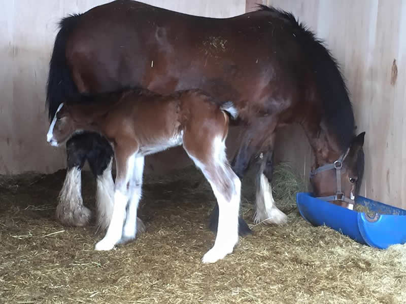 Beautiful new shire foal and Mum