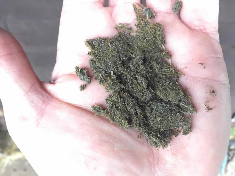 Sand ingestion of horse from Equine Veterinary Centre