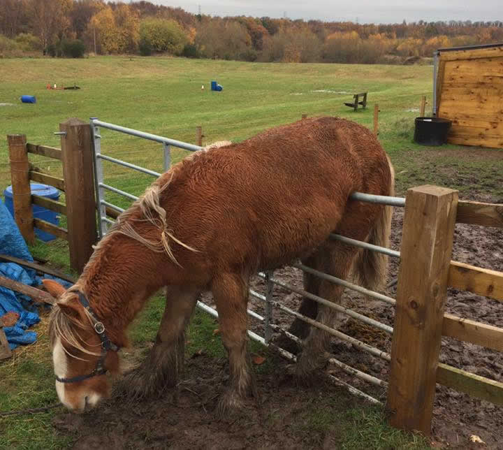 horse Rupert stuck on fence