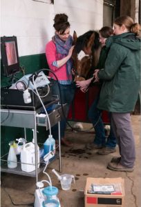 endoscope up a horse's nose