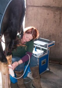 Ann Walker performing shockwave treatment on a horse's leg