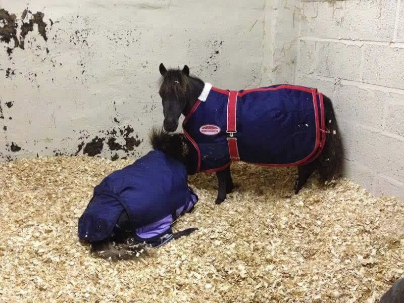 2 Sweet Shetland ponies in stable with their blankets on