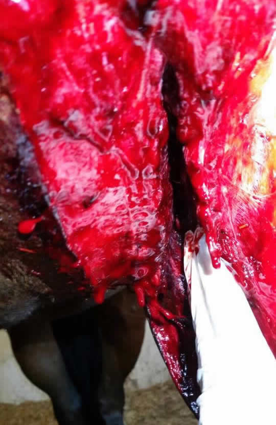 Open flesh wound on a horse's upper leg Equine Veterinary Centre