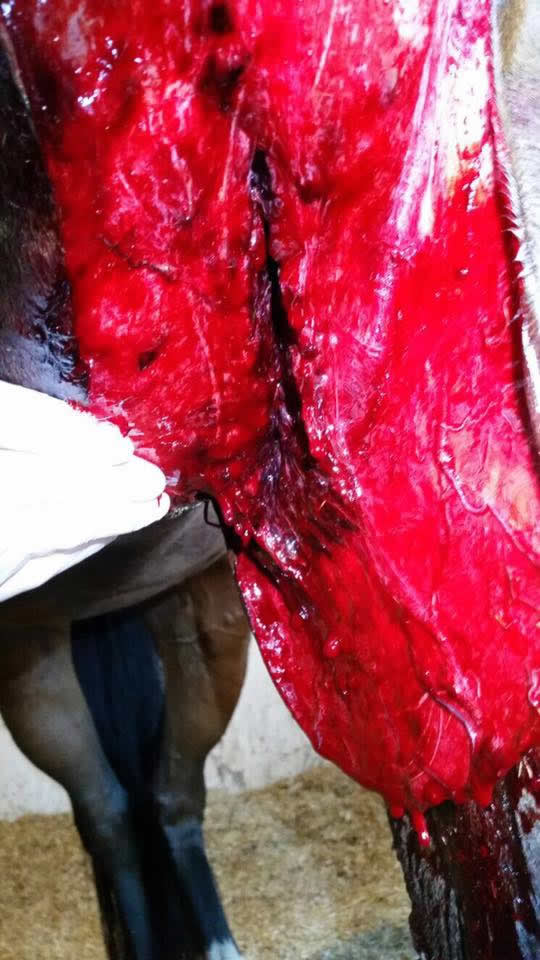 Open flesh wound on a horse's upper leg Equine Veterinary Centre