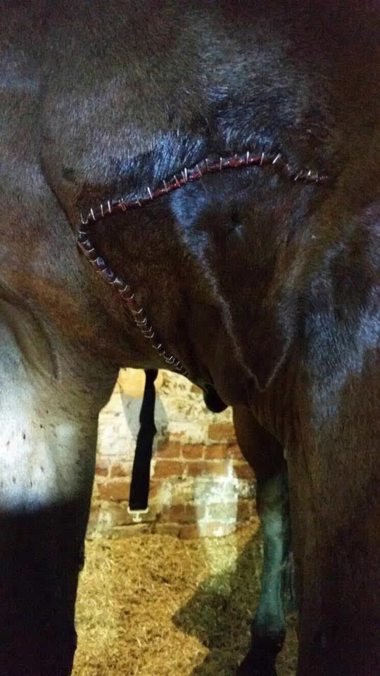 Wound on a horse's upper leg stitched at Equine Veterinary Centre 