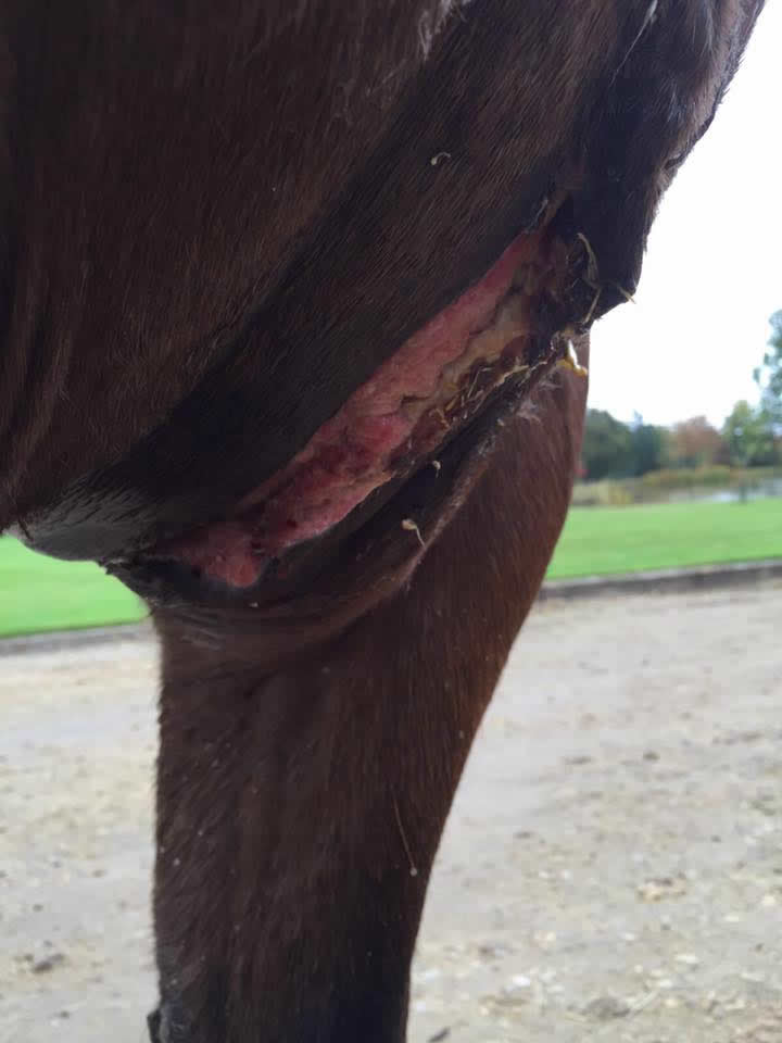 Wound on a horse's upper leg stitched at Equine Veterinary Centre 
