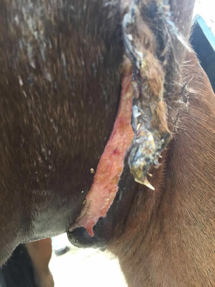 Wound on a horse's upper leg stitched and needing debriding at Equine Veterinary Centre 