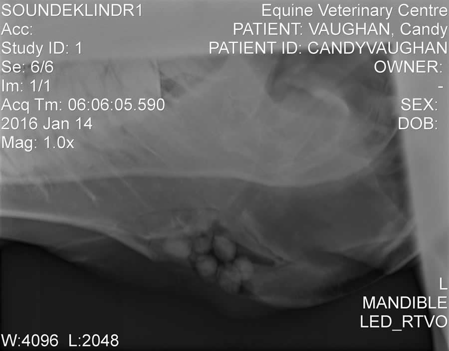 x-ray showing horses jaw with hole packed with antibiotic beads