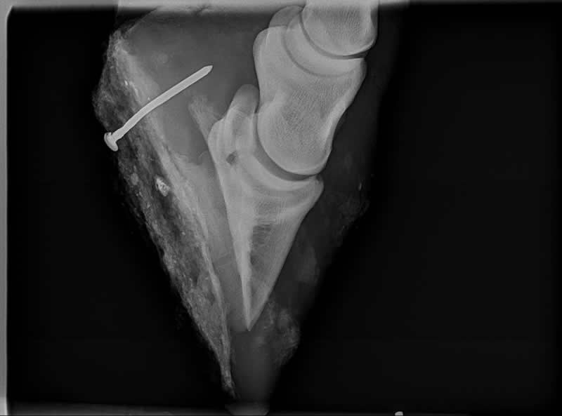 X-ray of horse's hoof with large nail embedded through hoof