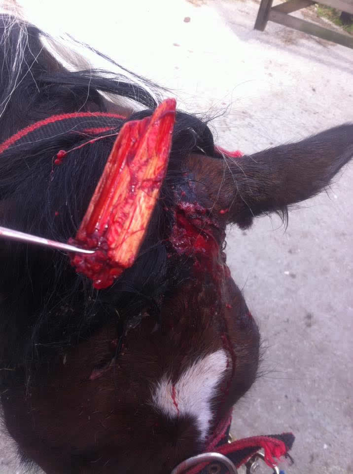 Horse wound on head Equine Veterinary Centre