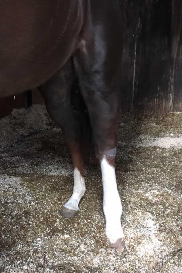swollen legs and lymphangitis in a horse