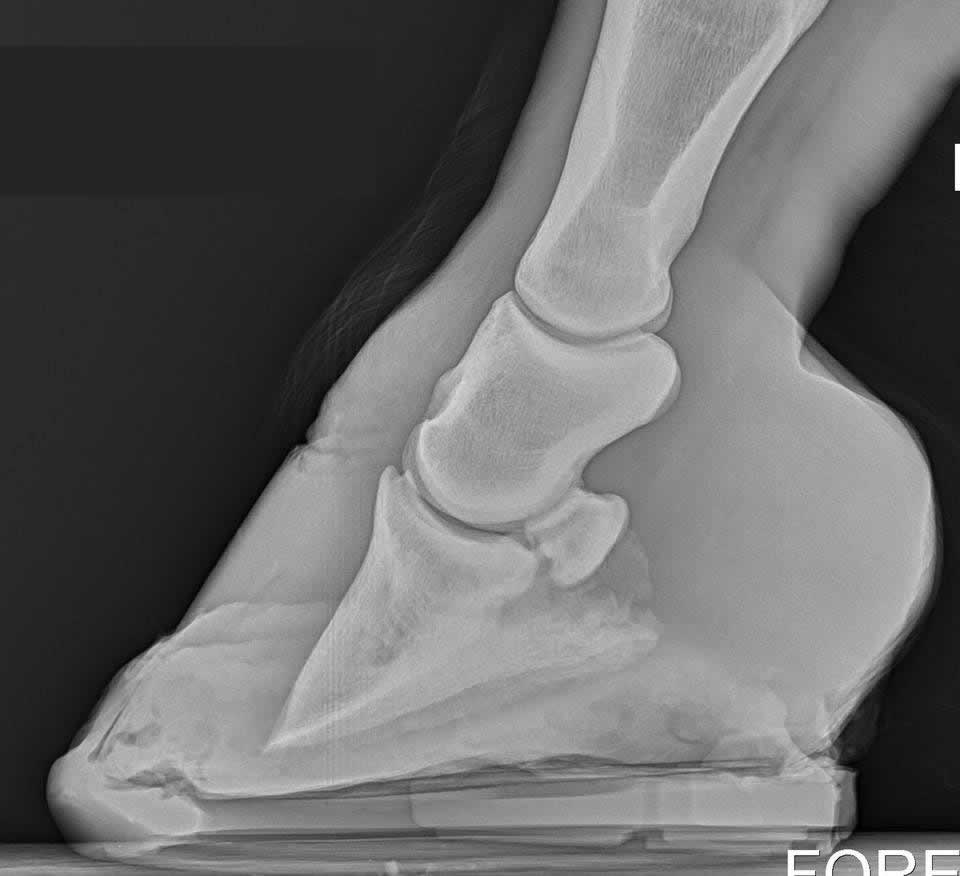 X-ray of horse's hoof showing laminitis