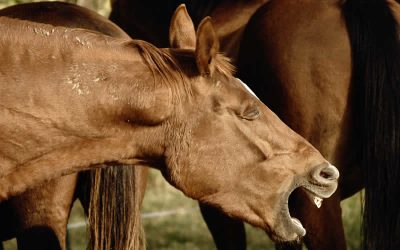 Equine flu cases rise in May